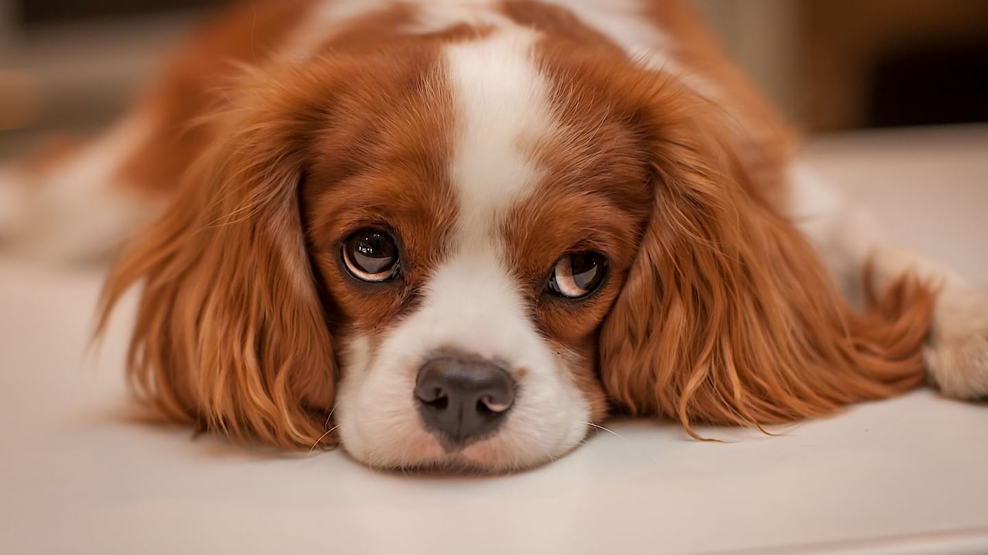 Image of a dog resting on a bed at White Mountain Hotel