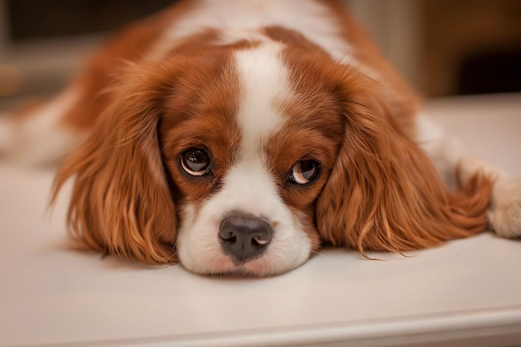 North Conway Pet Friendly Hotels White Mountain Hotel & Resort