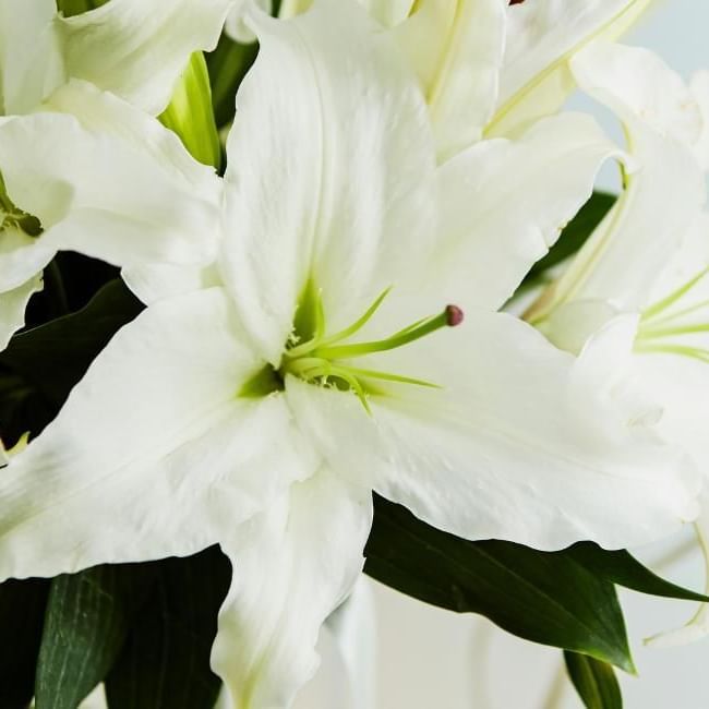 Image of white lilies a common funeral flower featuring our article on 