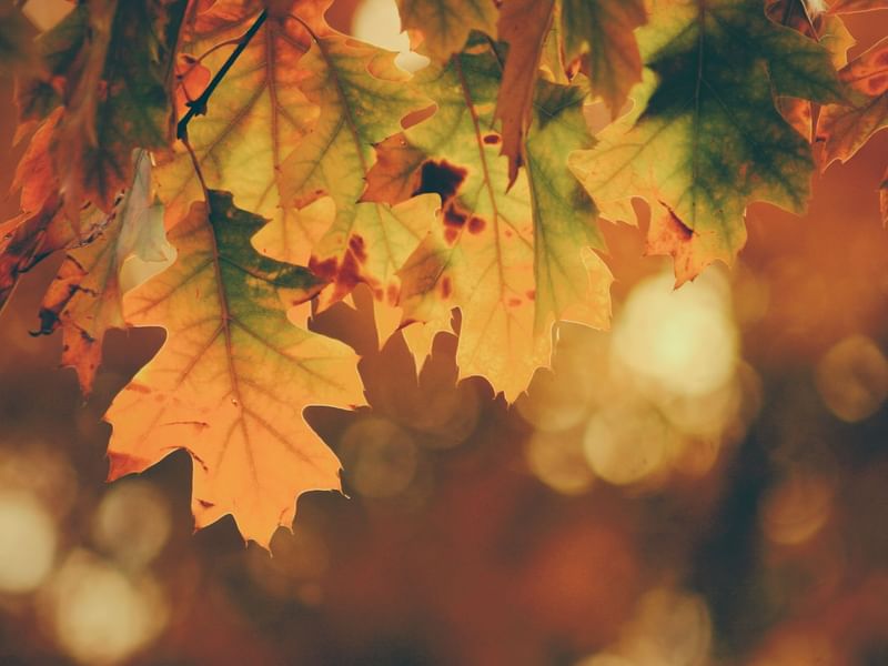 fall leaves