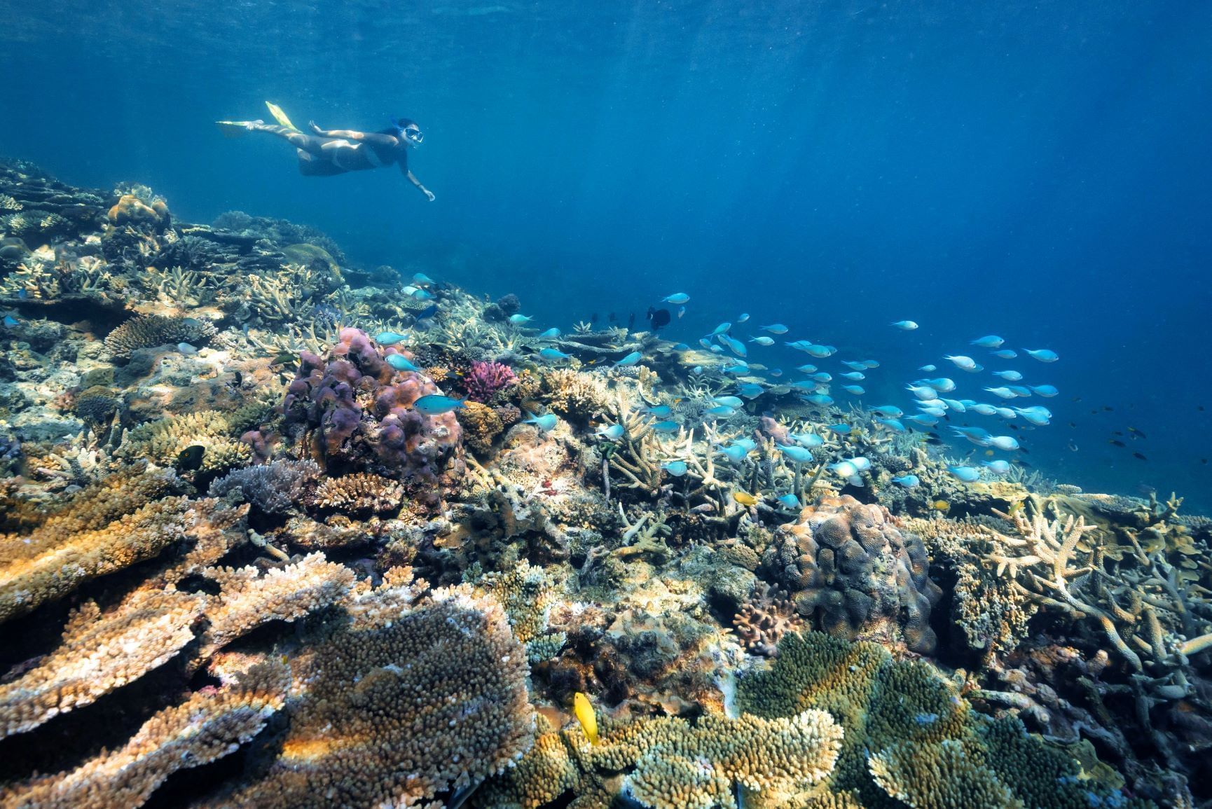Attractions near Heron Island Resort in Queensland, Australia