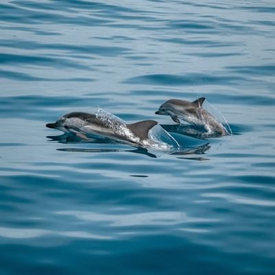 2 dolphins over the water near Falkensteiner Hotels