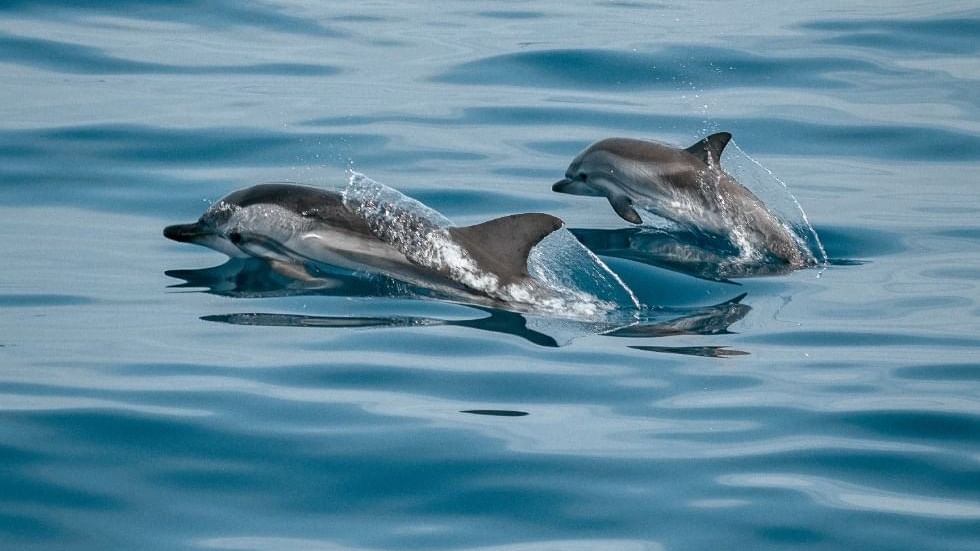 2 dolphins over the water near Falkensteiner Hotels