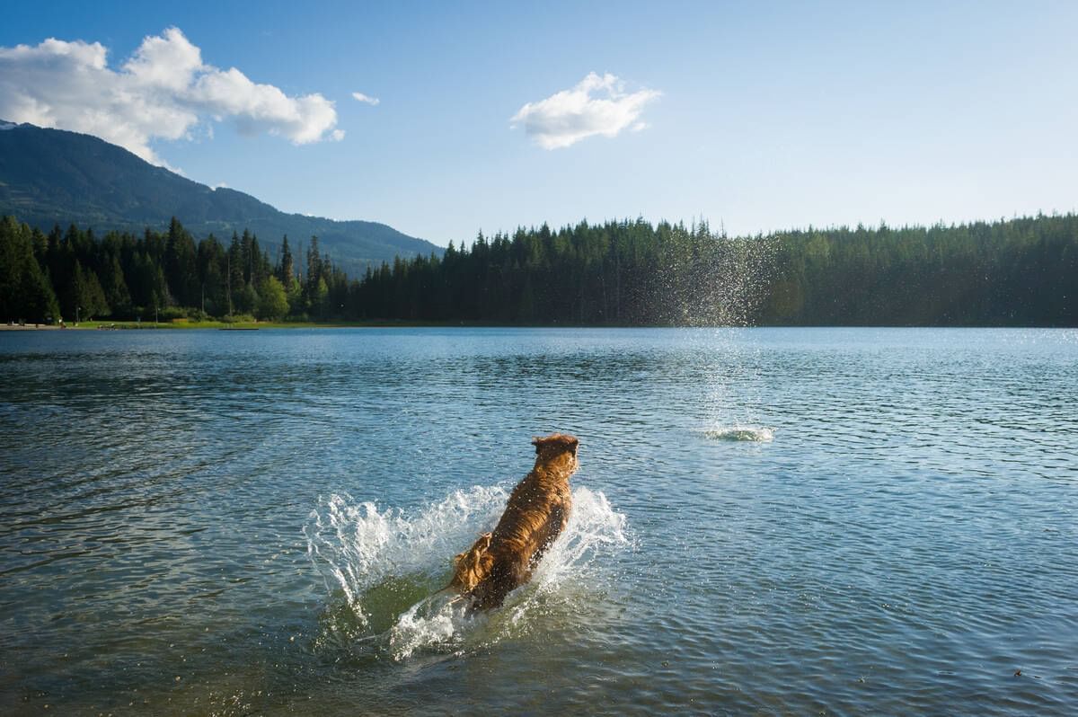 Dog swimming on the lake with a scenic view near Blackcomb Springs Suites