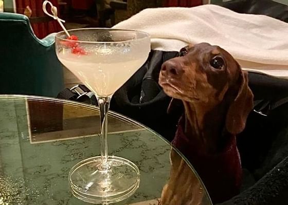 Closeup of a dog looking at a cocktail at Richmond Hill Hotel