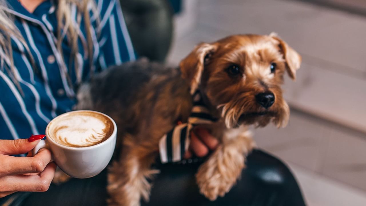 Dog on lap with coffee