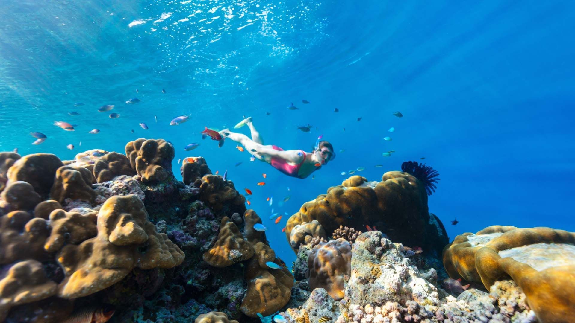 Divers exploring corals in the sea, The Signature Collection