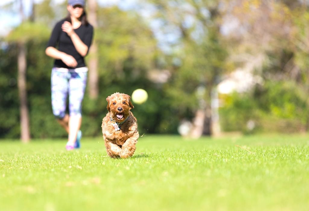 dog playing fetch