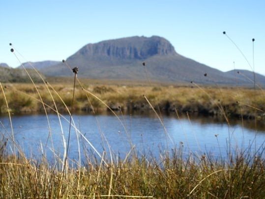 Button grass moors land near  Cradle Mountain Hotel