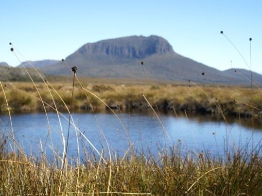 Button grass moors land near Cradle Mountain Hotel
