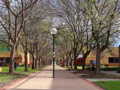 Line of trees and walkway at La Trobe University - McFarlane's Hill Residences.