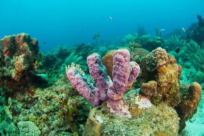Purple tube sponges growing on a coral reef at dive resorts in Roatan, Barefoot Cay Resort & Marina