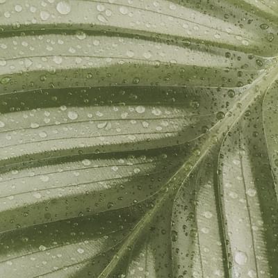 Close-up of water drops on a green leaf at Falkensteiner Hotels