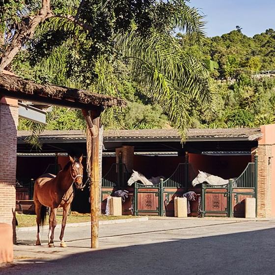 Horses in their stable near Marbella Club Hotel