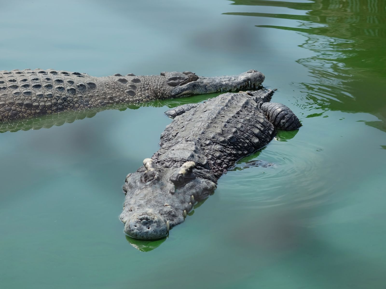 Close-up of crocodiles near Fiesta Americana 