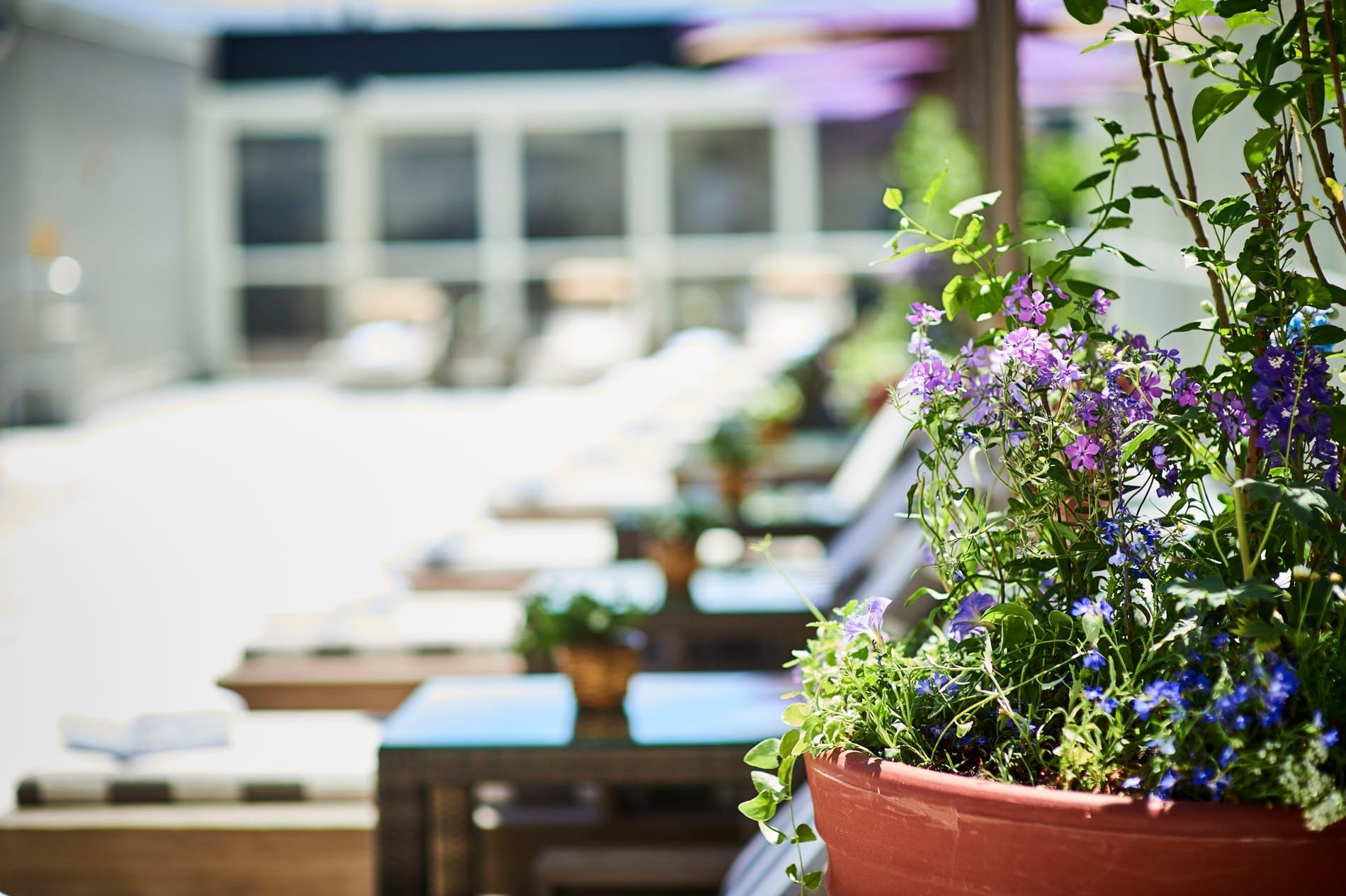Purple flowers in a clay pot by poolside loungers under the bright sun at Warwick Denver