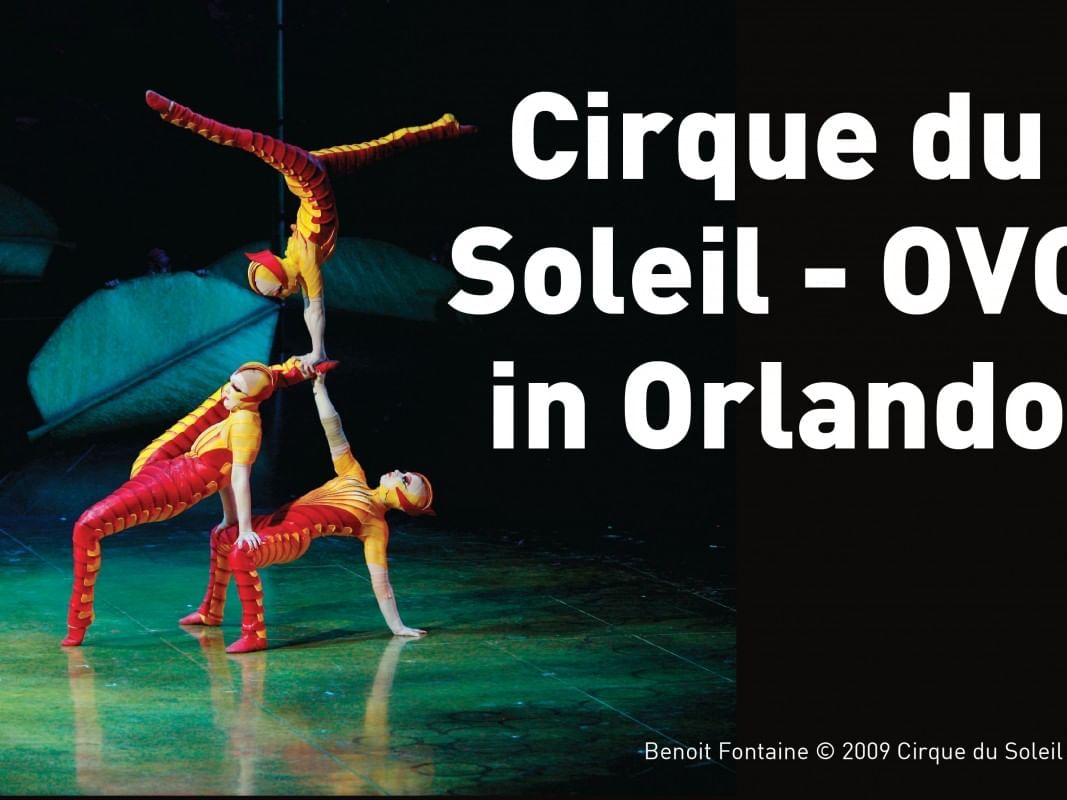 Cirque Du Soleil-Ovo In Orlando poster used at Lake Buena Vista Resort Village & Spa