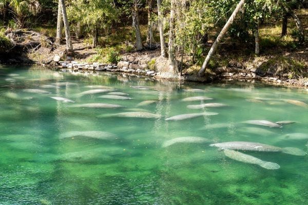 A herd of Florida Manetees swimming at Blue Spring State Park
