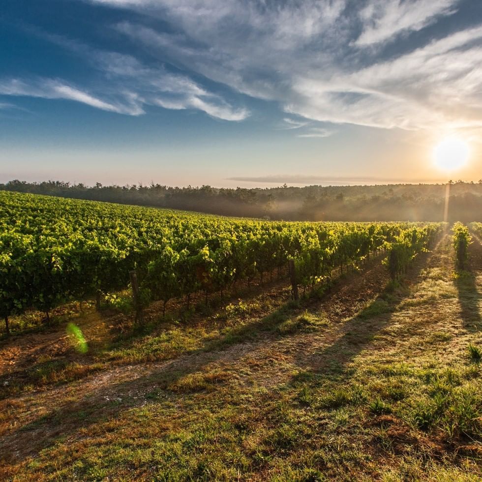 Morning sunrays through a vineyard near Falkensteiner Hotels