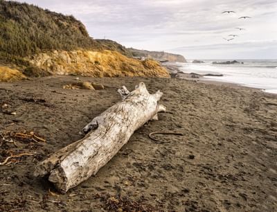 Beachfront Cambria Hotel Gallery - Sea Otter Inn