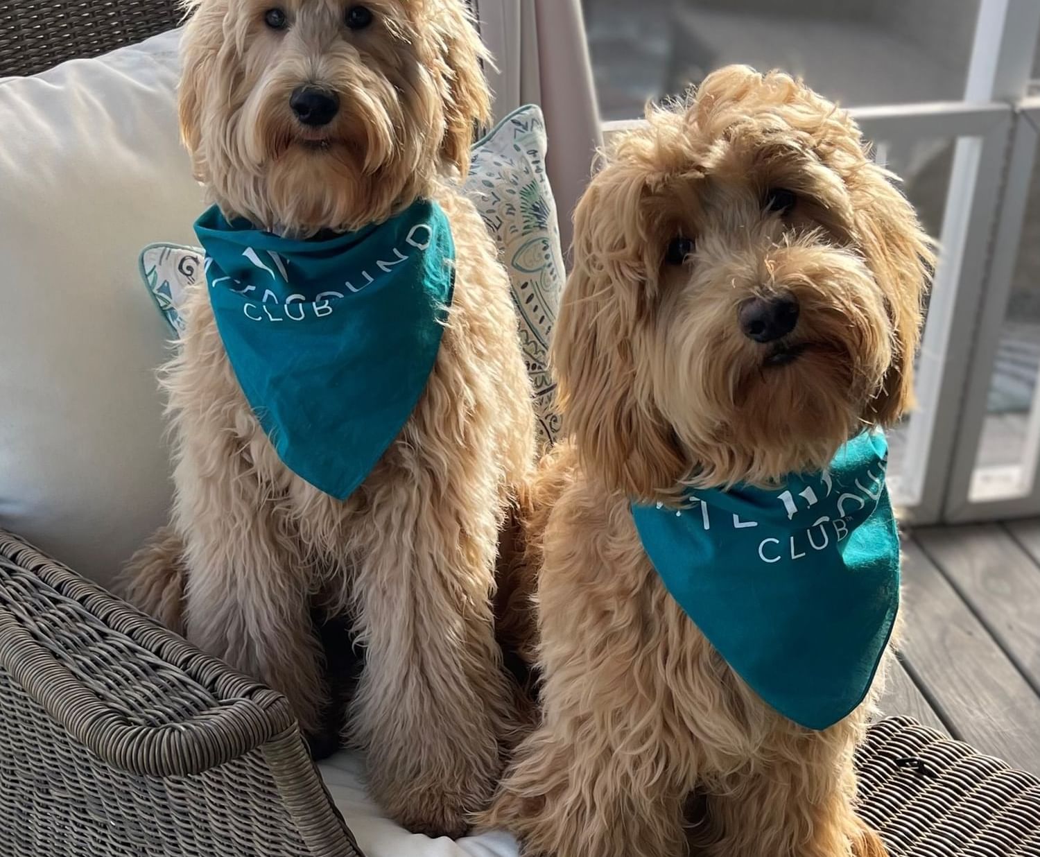 Two dogs sit on a wicker chair with blue bandanas reading 