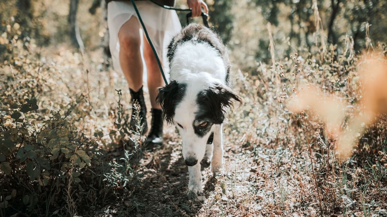 Dog on a walk on a leash