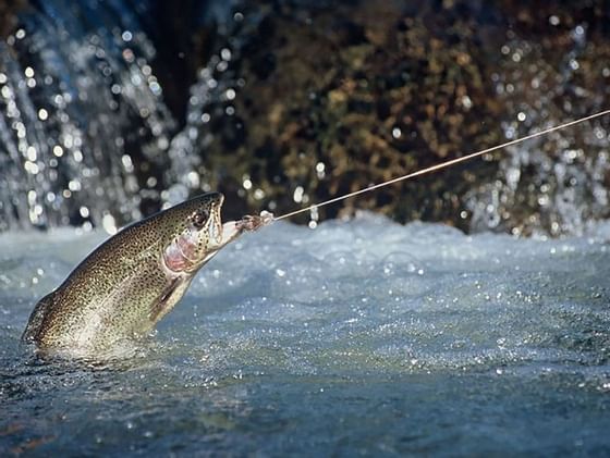 Fly Fishing the Blue Ribbon Streams