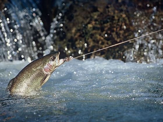 Flying fish caught on a fishing rod in the blue ribbon stream at Chateaux Deer Valley