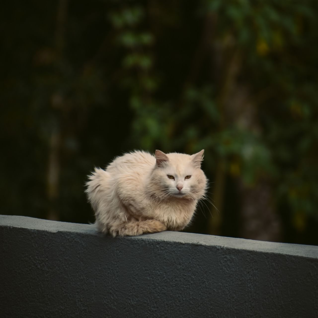 Closeup of a cat sitting on a wall at La Cantera Lodge de Selva