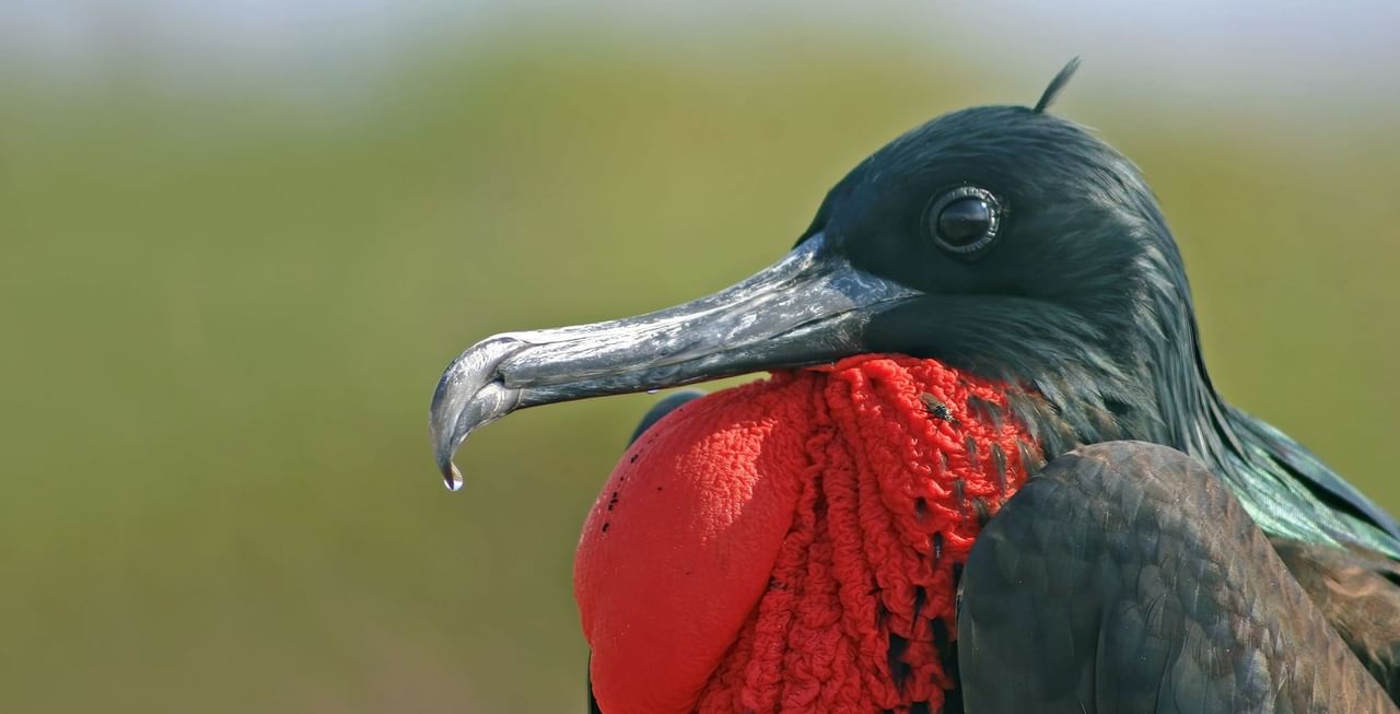 Great Frigatebird