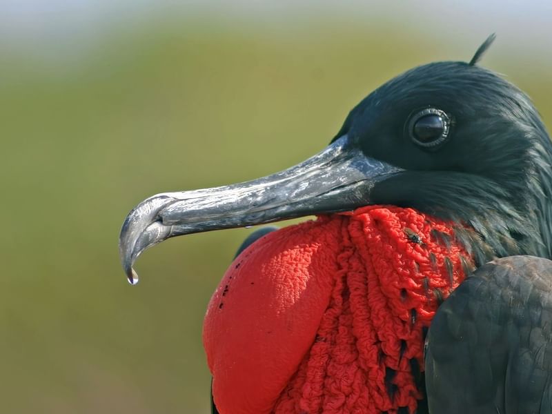 Great Frigatebird