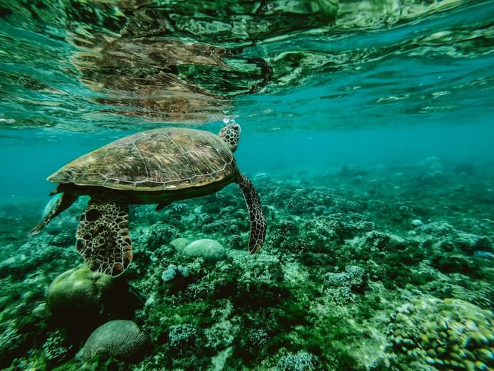 TIME Hotels raises funds for children’s cancer hospital and Emirates Nature - WWF