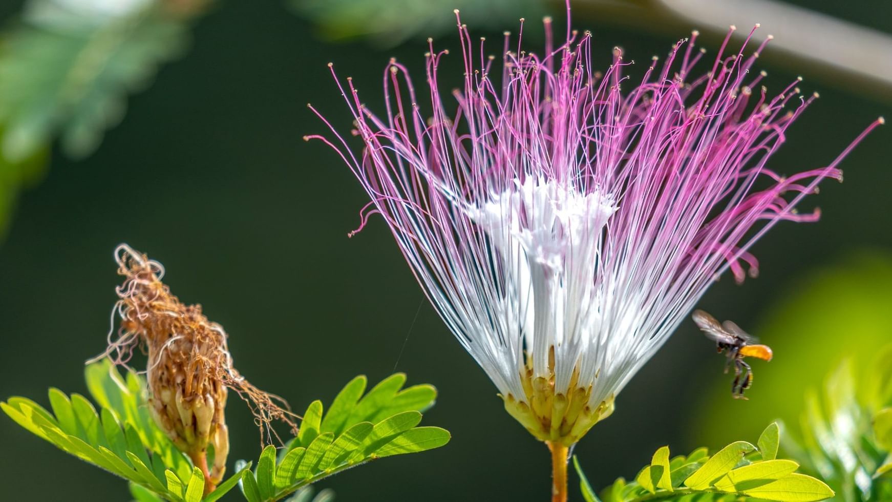 Calliandra brevipes flower captured near Buena Vista Del Rincon