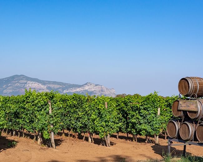 Fuga ai castelli romani - vigneti - Lazio