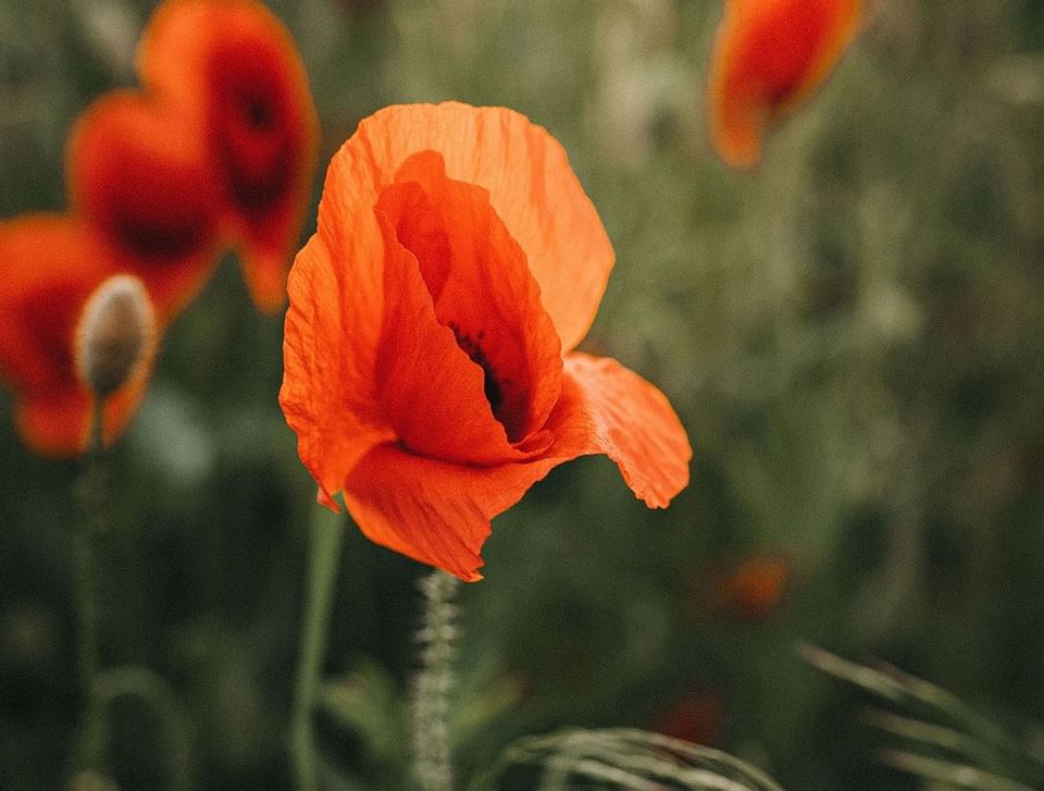 Beautiful red poppy garden at Hotel Emperador Buenos Aires