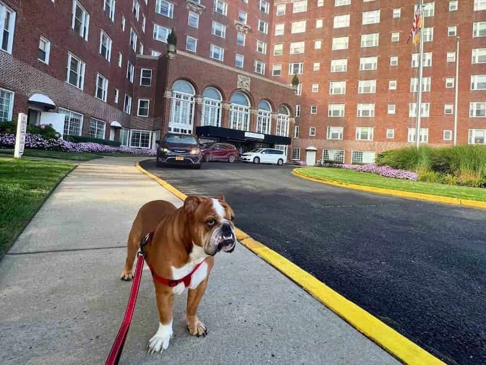 pet friendly package berkeley oceanfront hotel nj