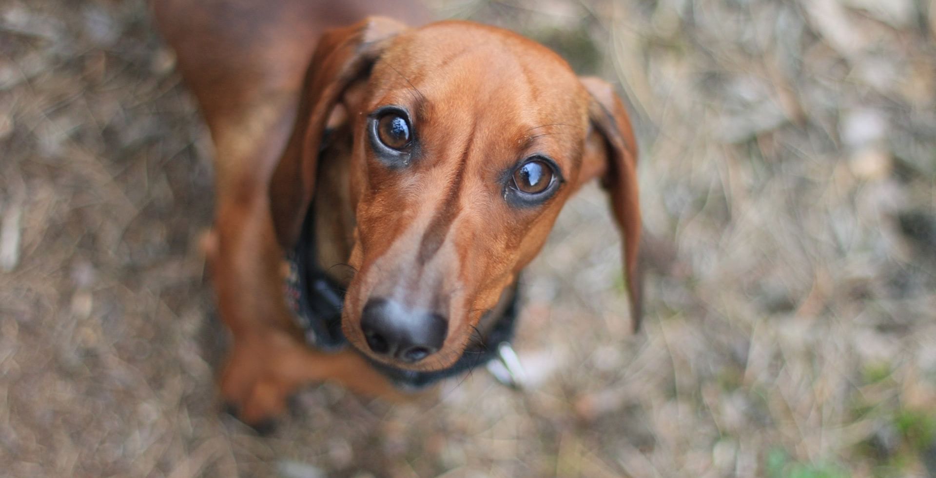 Pet Friendly Chilliwack Hotel