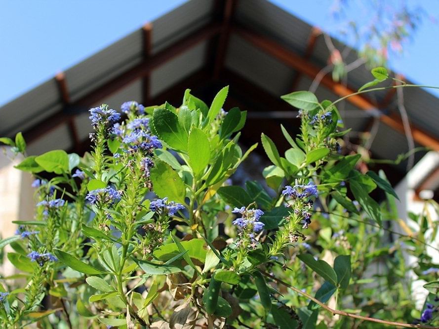 Close up of plants at Pullman Bunker Bay Resort