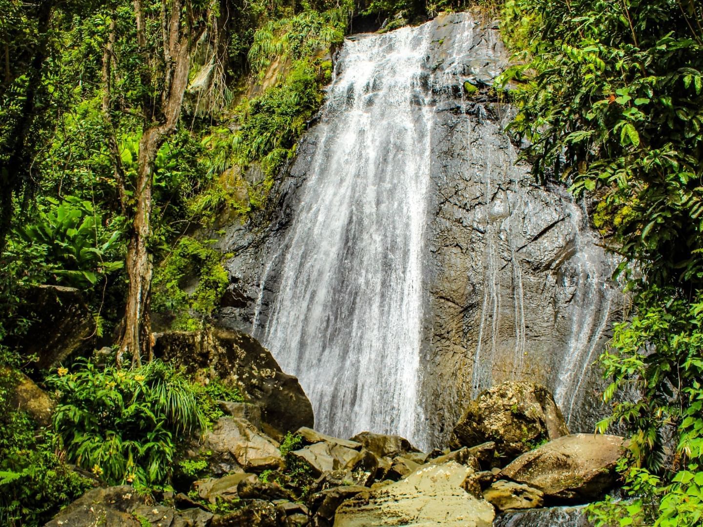 Yunque Rainforest