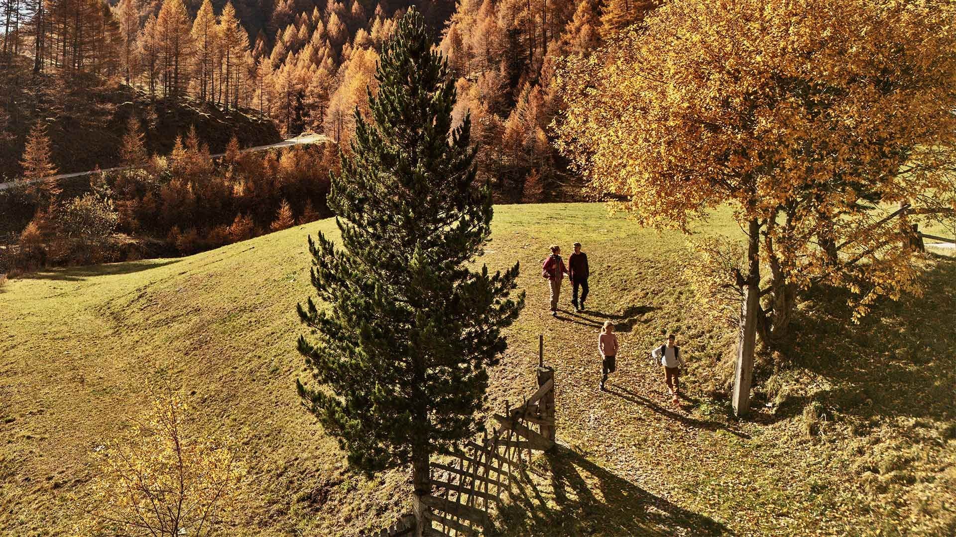 Four people walk along a path in a hilly meadow with trees, surrounded by autumnal forest.