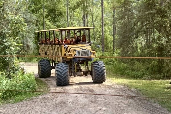 A large tiger-striped yellow monster truck drives on a dirt path through a wooded area.