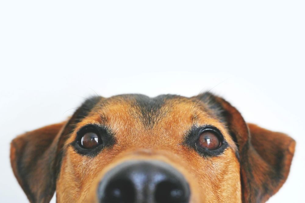 A close-up of the snout of a brown and black dog with brown eyes and attentive ears. 