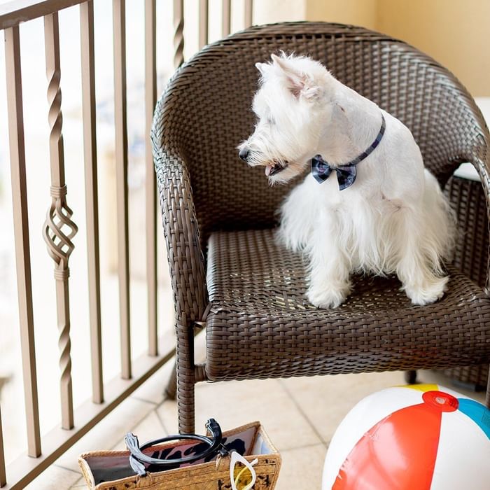 White dog with bowtie on wicker chair beside beach ball on balcony at The Atlantic Hotel & Spa