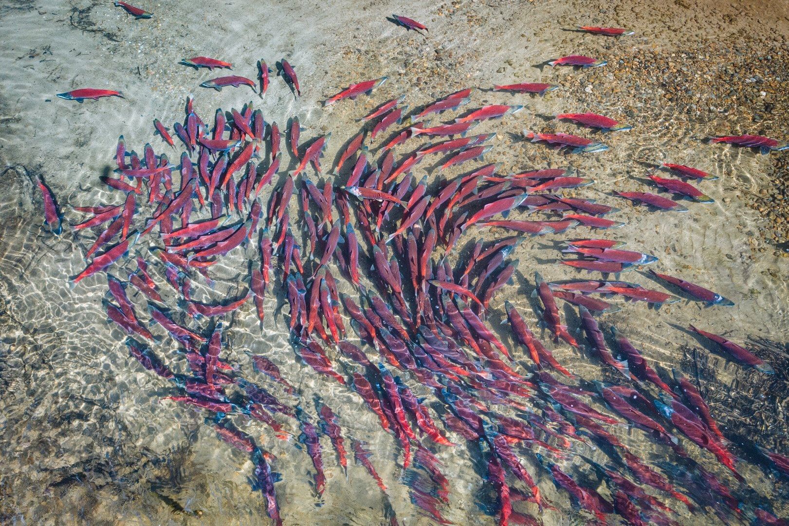 A large school of red salmon swims in shallow, clear water near a rocky shore.