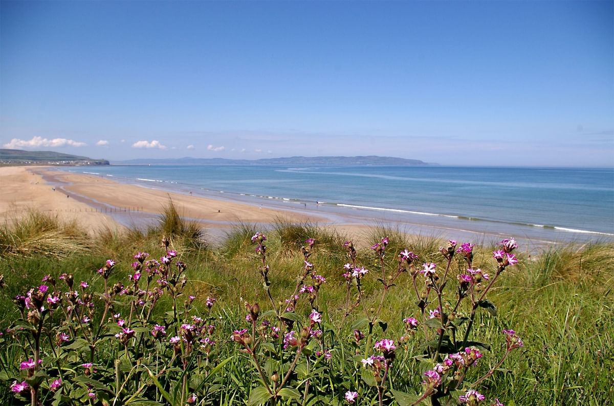 Portstewart Strand with flowers in the foreground near Dunluce Lodge