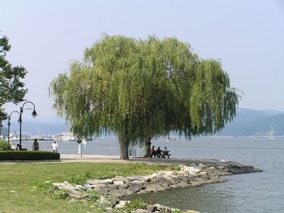 A large tree at the Riverfront Green Park near The Abbey Inn