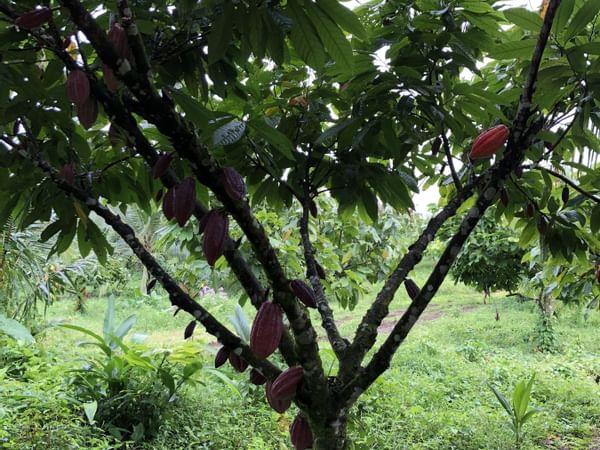 Guanacaste Tour