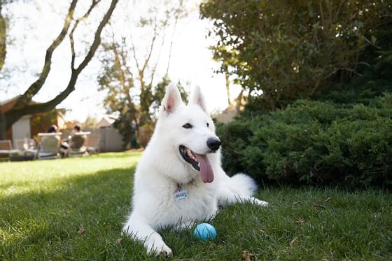 Dog-Friendly Amenities, The Roundtree, Amagansett, Hotel in Hamp