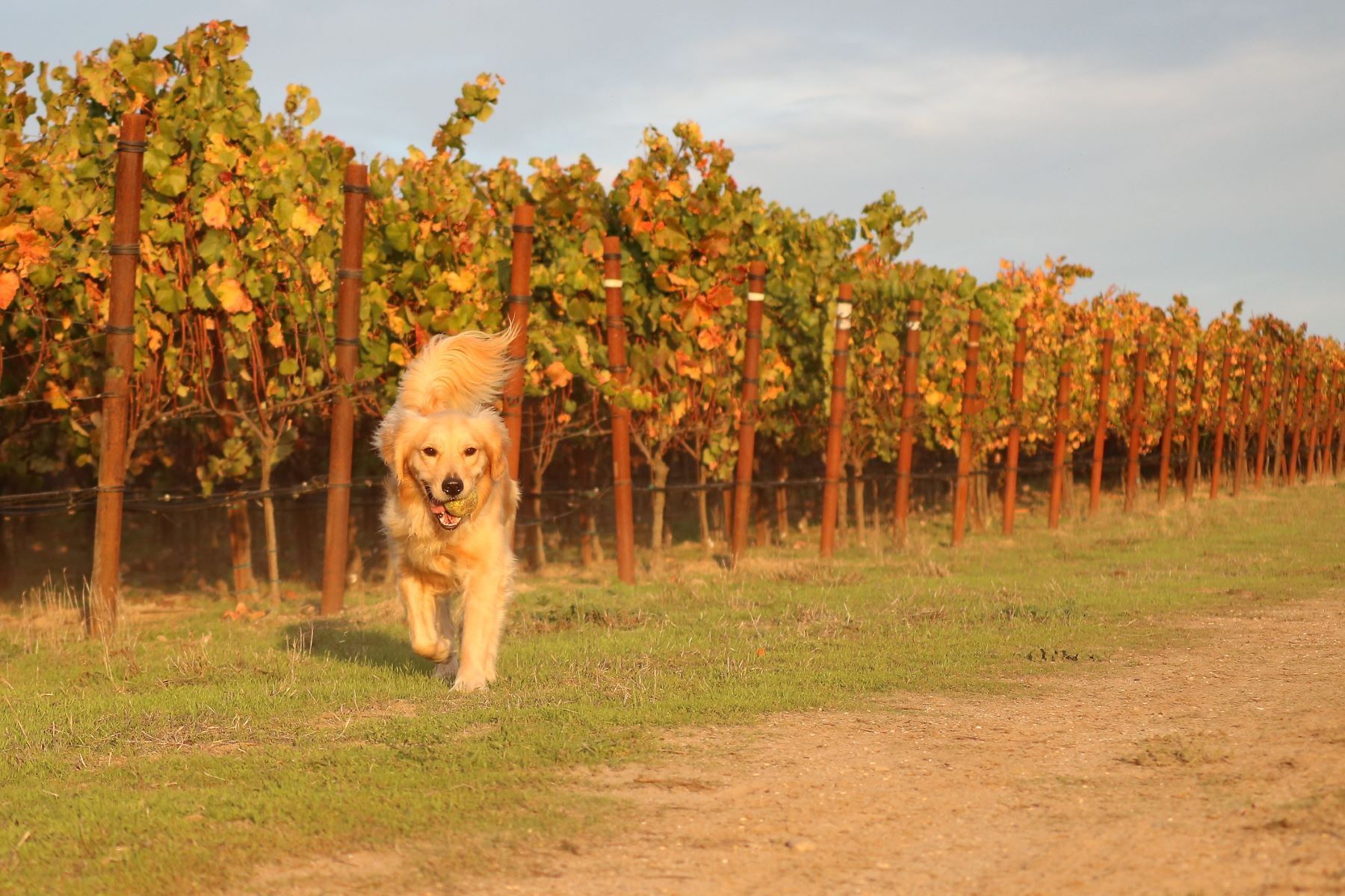 Golden retriever running in vineyard