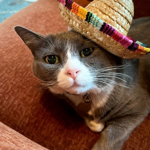 Cat wearing a hat at Alderbrook Resort & Spa